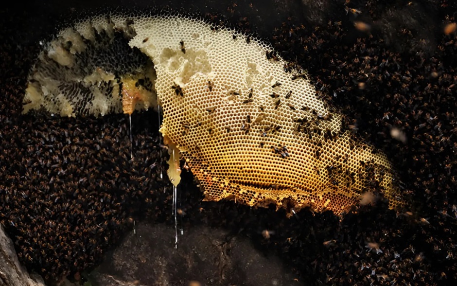 Mystique of Mad Honey